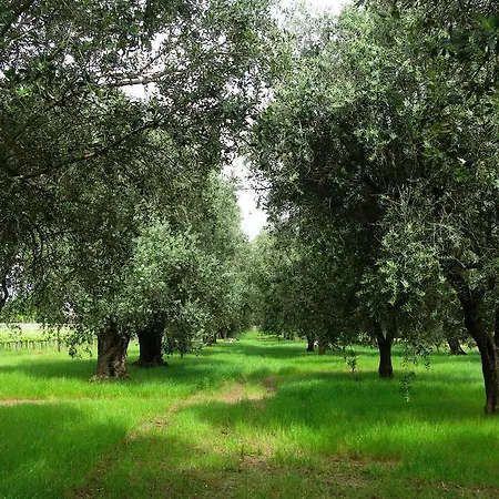 팜스테이 Masseria San Polo 스퀸자노